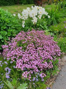 Мыльнянка и анемоны Мыльнянка и анемоны